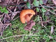 Macrocystidia reducta