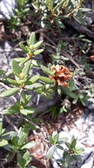 Rhododendron adamsii
