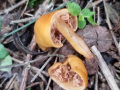 Macrocystidia reducta
