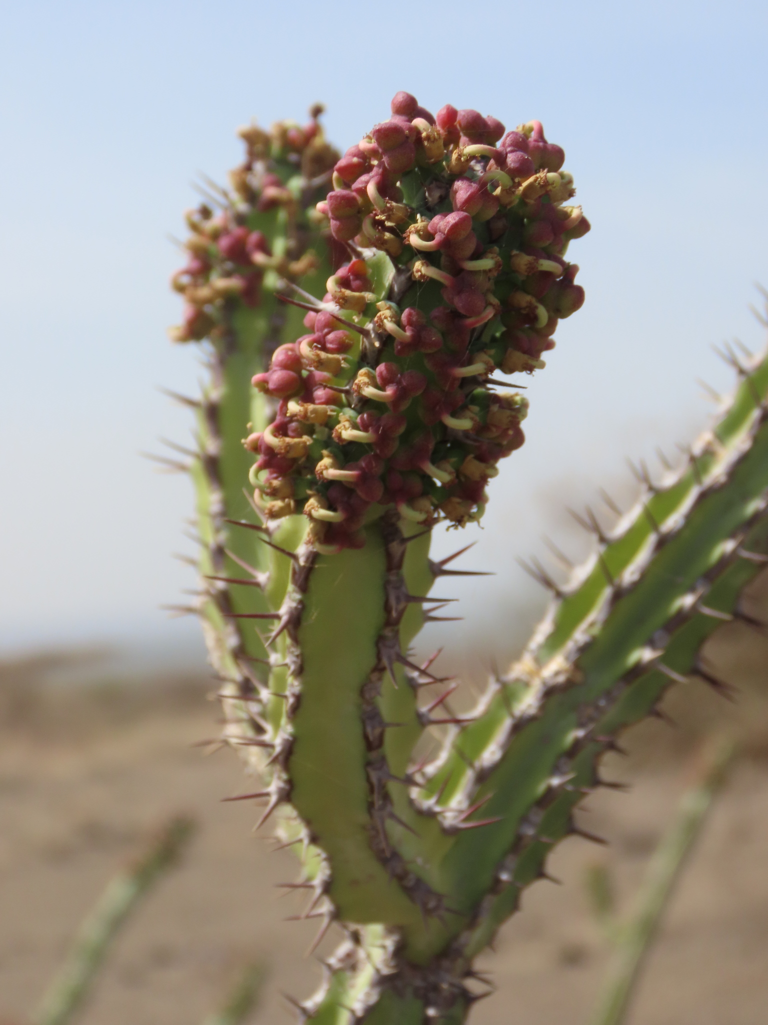 Euphorbia vulcanorum