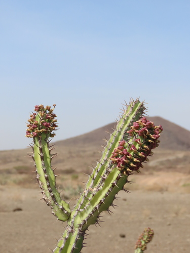 Euphorbia vulcanorum image