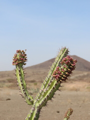 Euphorbia vulcanorum