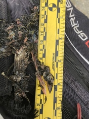 Empidonax difficilis