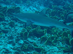 Grey Reef Shark