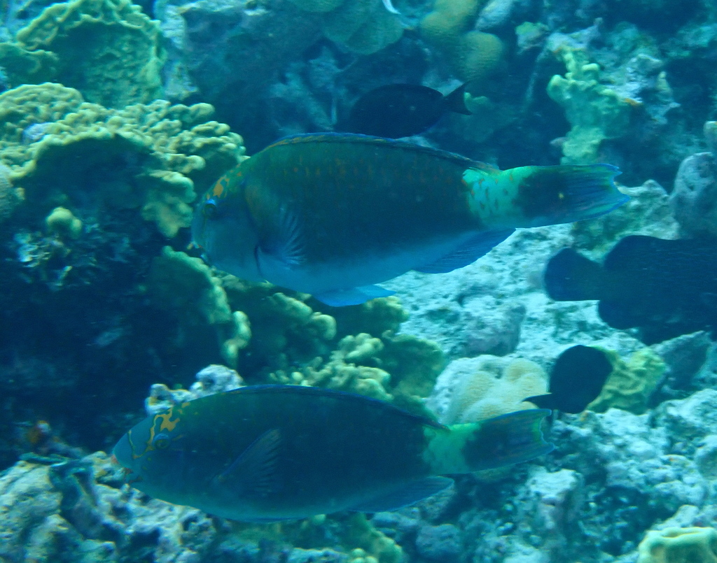 Tan-faced Parrotfish