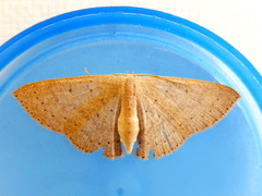 Cyclophora obstataria