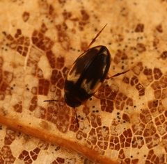 Hydroglyphus geminus