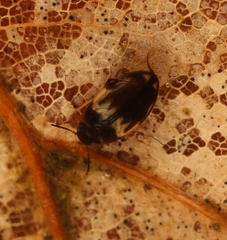 Hydroglyphus geminus