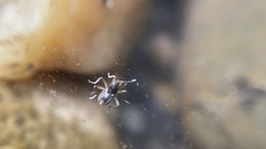 Pseudovelia esakii