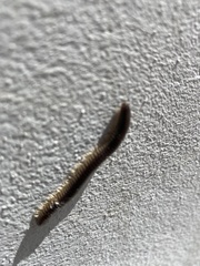 Pachyiulus flavipes