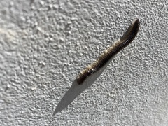 Pachyiulus flavipes