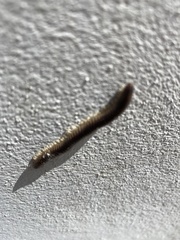 Pachyiulus flavipes