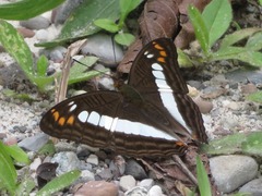 Adelpha alala