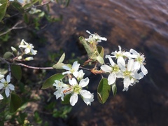 Amelanchier arborea arborea