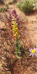 Lachenalia framesii