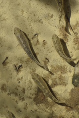 Cyprinodon salinus salinus