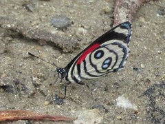 Catagramma hystaspes