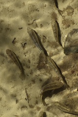 Cyprinodon salinus salinus
