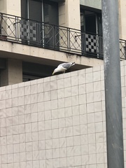 Larus michahellis