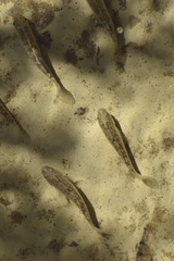 Cyprinodon salinus salinus