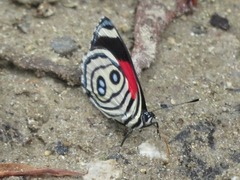 Catagramma hystaspes