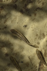 Cyprinodon salinus salinus