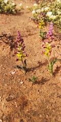 Lachenalia framesii