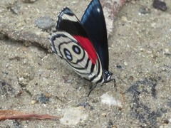 Catagramma hystaspes