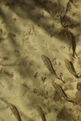 Cyprinodon salinus salinus