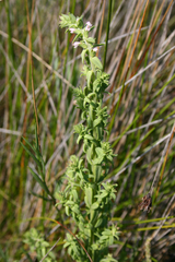 Odontites kaliformis