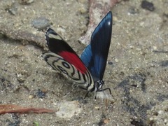 Catagramma hystaspes