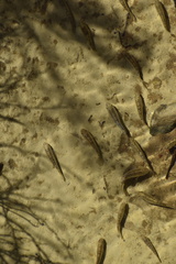 Cyprinodon salinus salinus