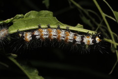 Dysschema leucophaea