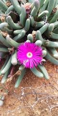 Argyroderma fissum