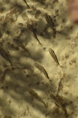 Cyprinodon salinus salinus