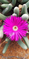 Argyroderma fissum