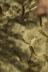 Cyprinodon salinus salinus