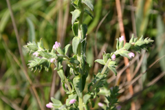 Odontites kaliformis