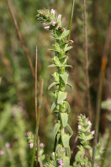 Odontites kaliformis