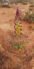 Lachenalia framesii