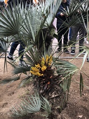 Chamaerops humilis
