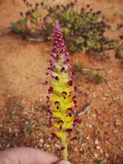 Lachenalia framesii