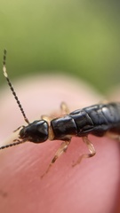 Euborellia annulata