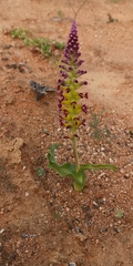 Lachenalia framesii