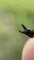 Euborellia annulata