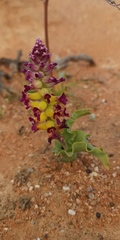 Lachenalia framesii