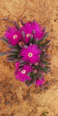 Argyroderma fissum