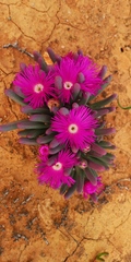 Argyroderma fissum