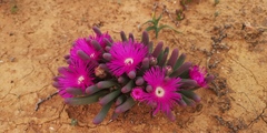 Argyroderma fissum