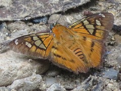 Myscelus epimachia